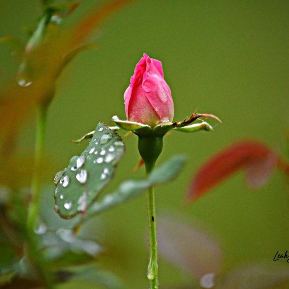 Pretty In Pink photo of pink rose on canvas - Picture 1 of 1